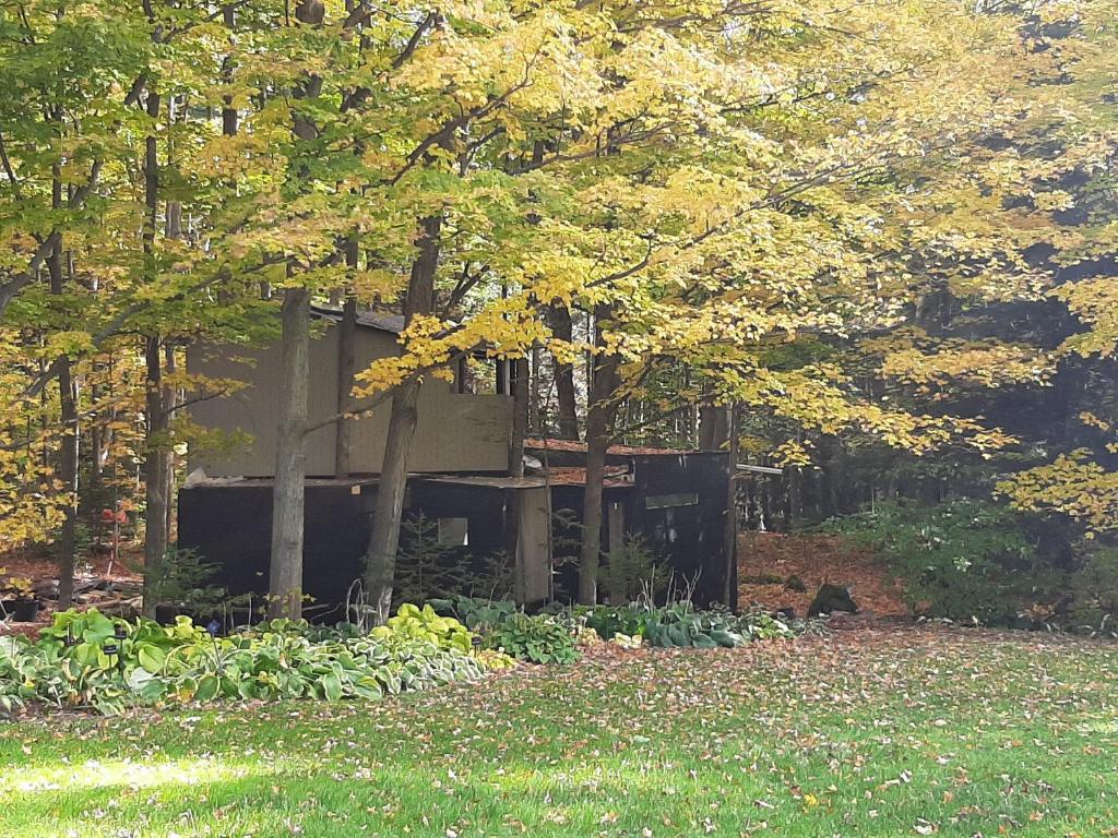 Black Pine Tree House photo 3