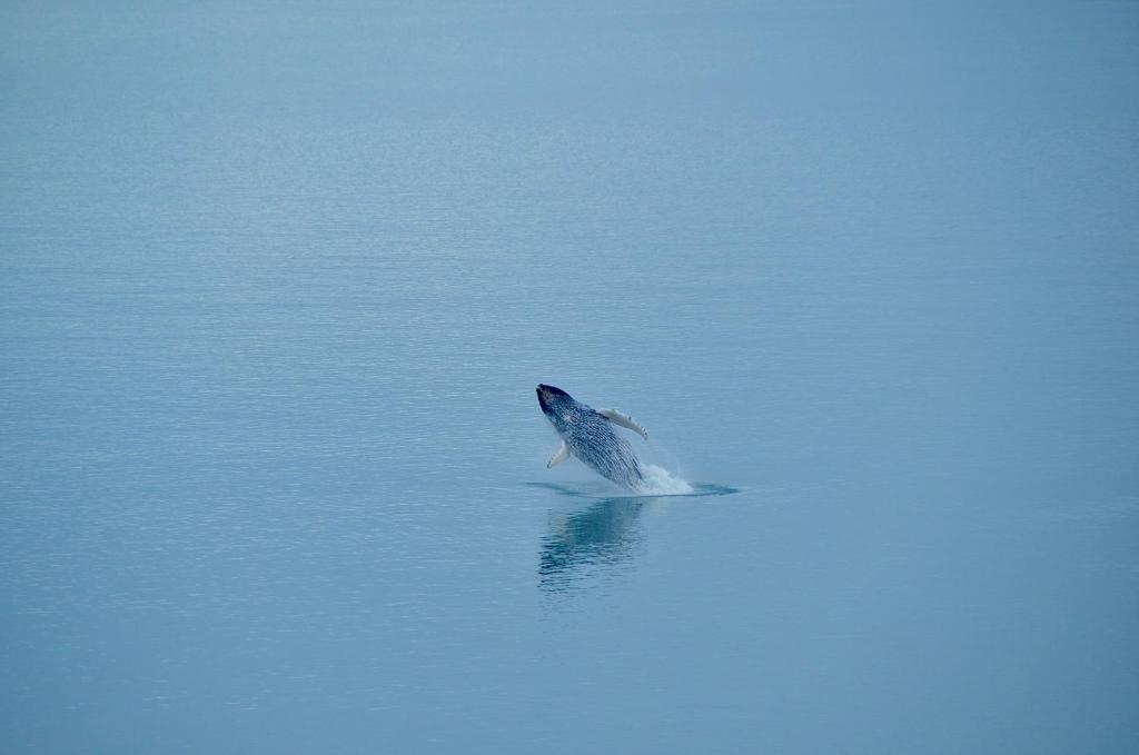 Grand seaview house Ilulissat photo 3
