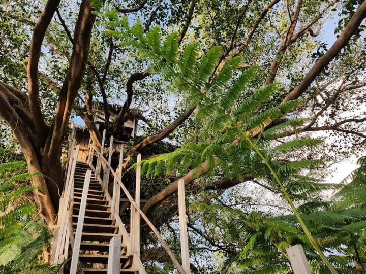 Tanna Eagle twin volcano view tree house photo 3