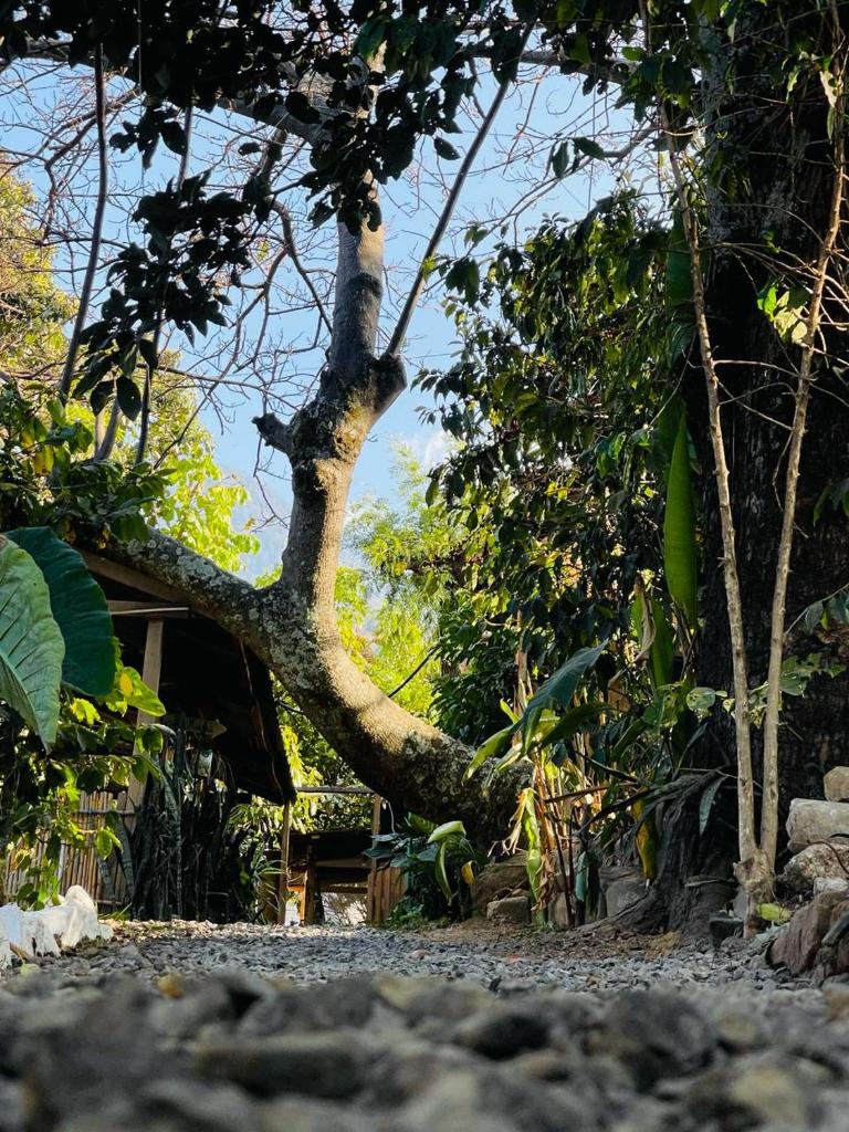 Posada Maná photo 2