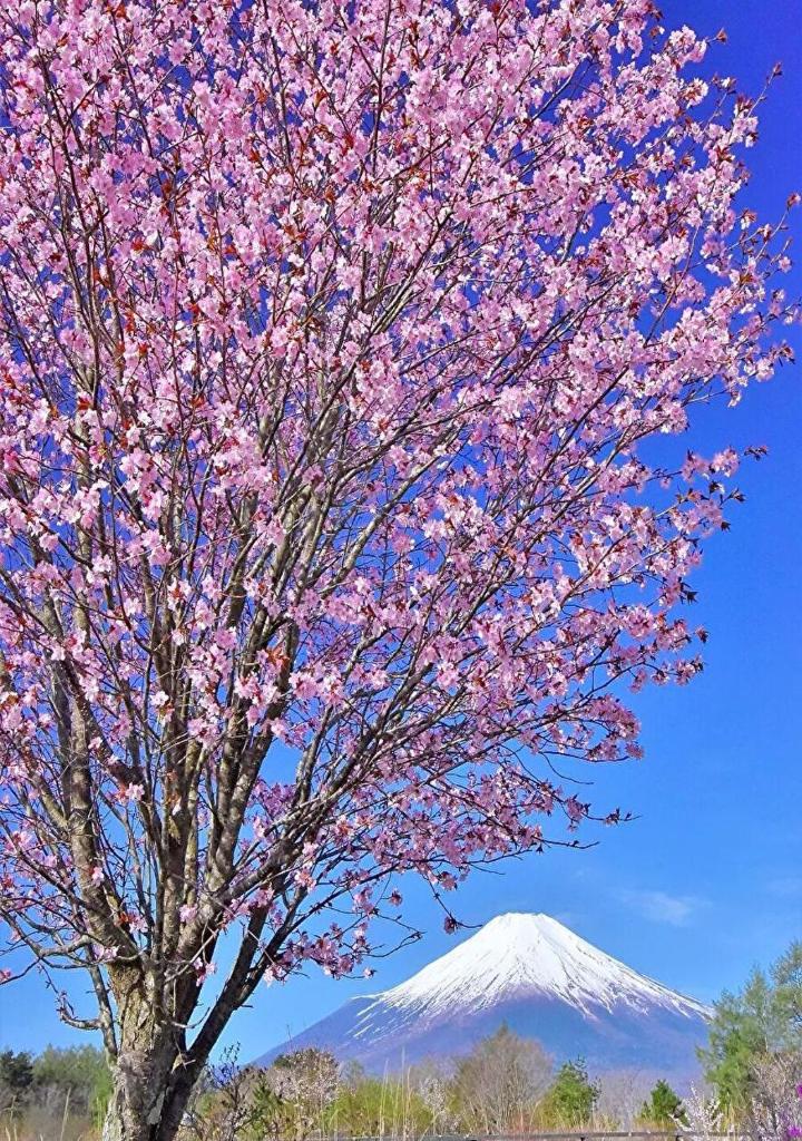 Concierge's Custom-made Unique Sightseeing Plan with Mt,Fuji views photo 3