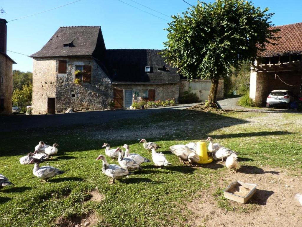 Gîte de France à Turenne 3 épis - Gîte de France 6 personnes 334 photo 1