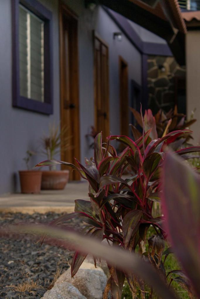 Casa Morada photo 3