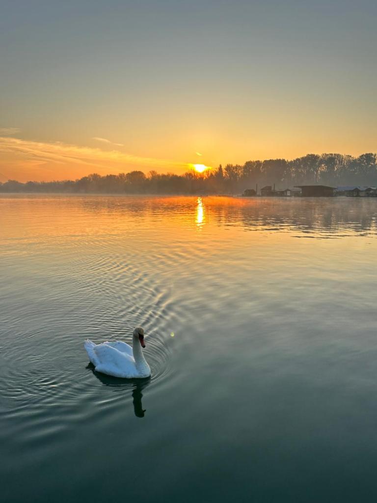 Swan