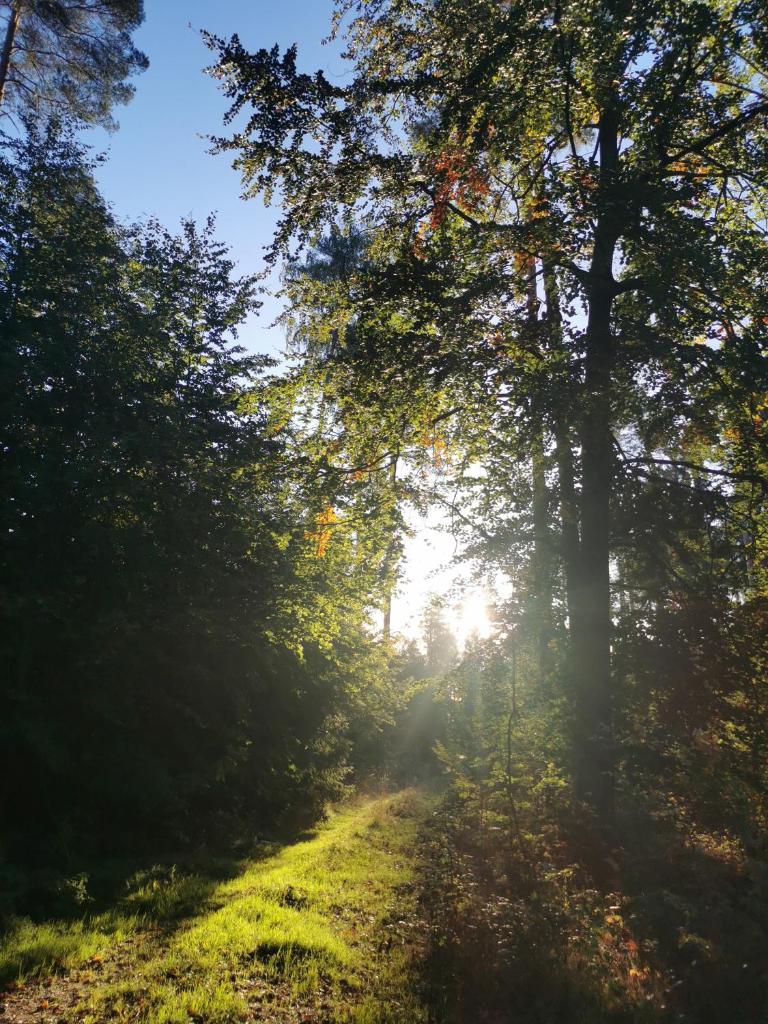 Gartenwohnung Paulsdorf photo 4