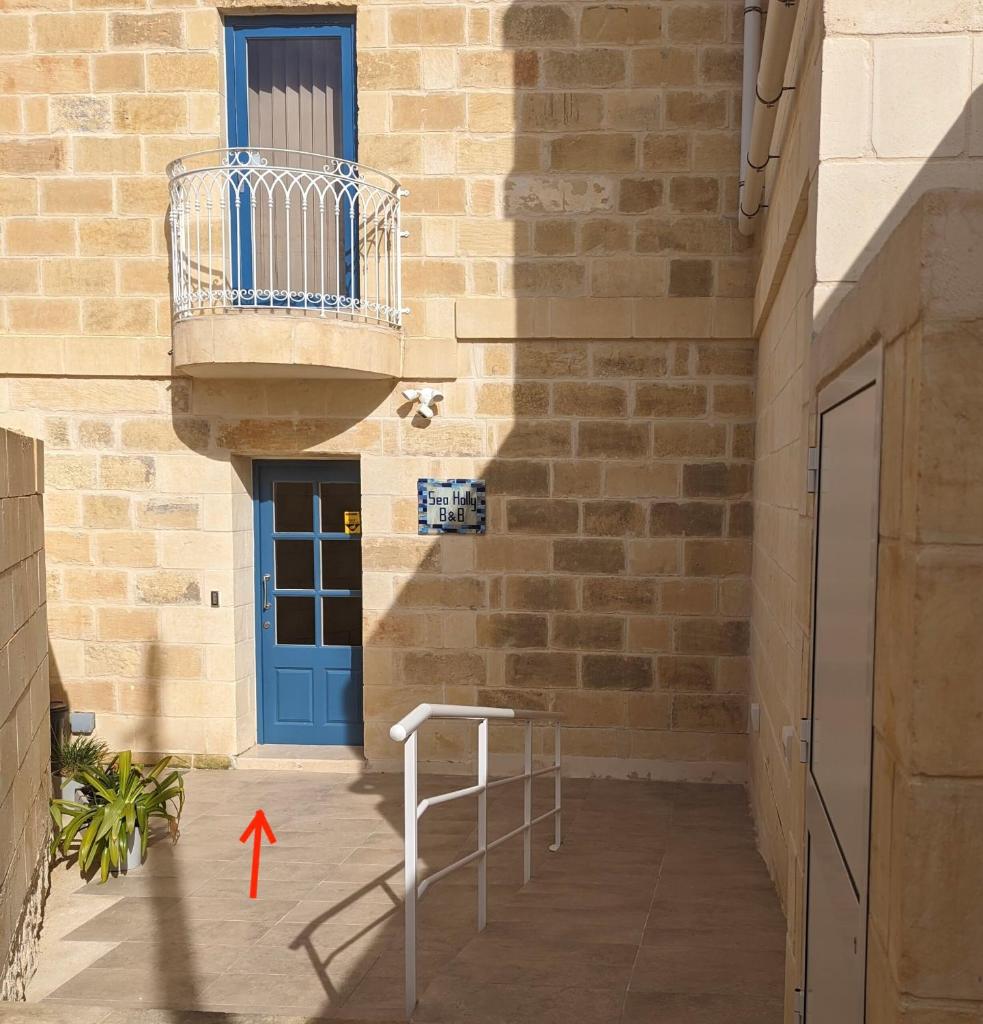 Sea Holly Gozo photo 2
