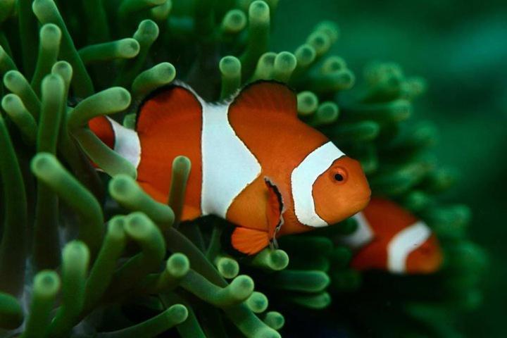 Dive and Trek Resort and Marine Sanctuary photo 3