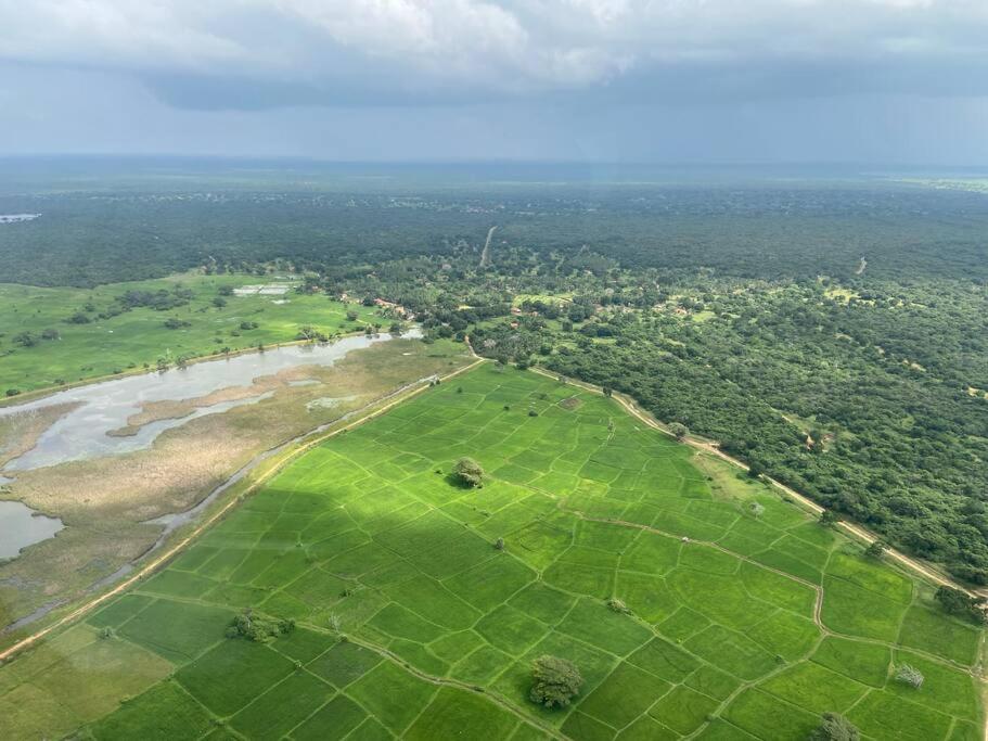 Wild Ele 243 Wilpattu photo 2