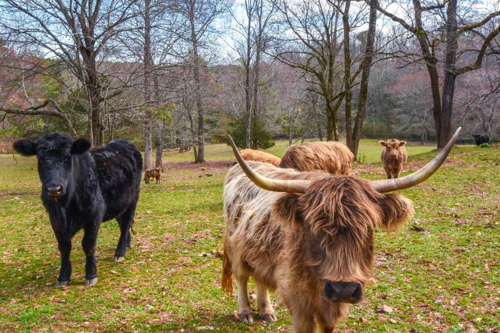 Clarkesville Rustic Hideaway on 38-Acre Farm! photo 1