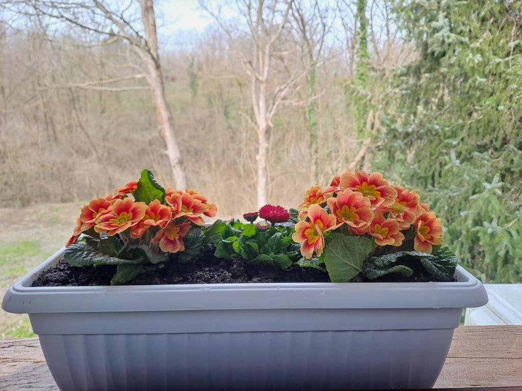 Ruralna kuća za odmor Marija photo 2