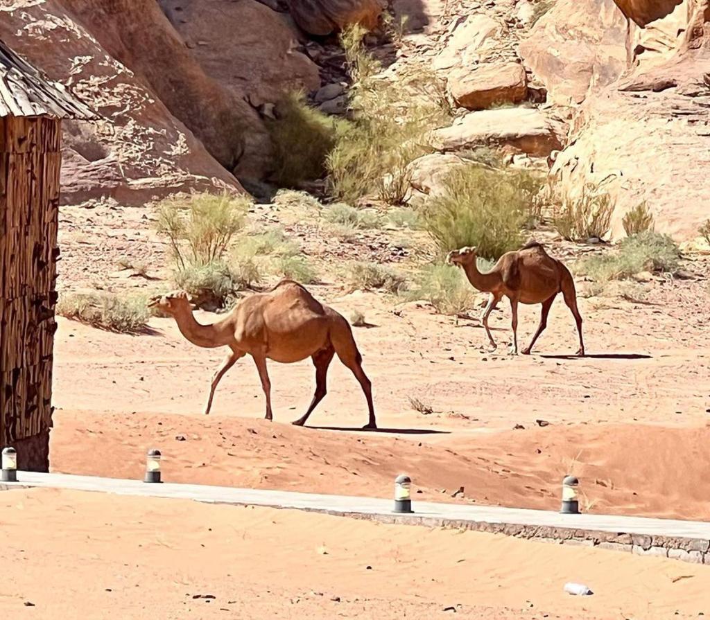 Wadi Rum meteor camp photo 2