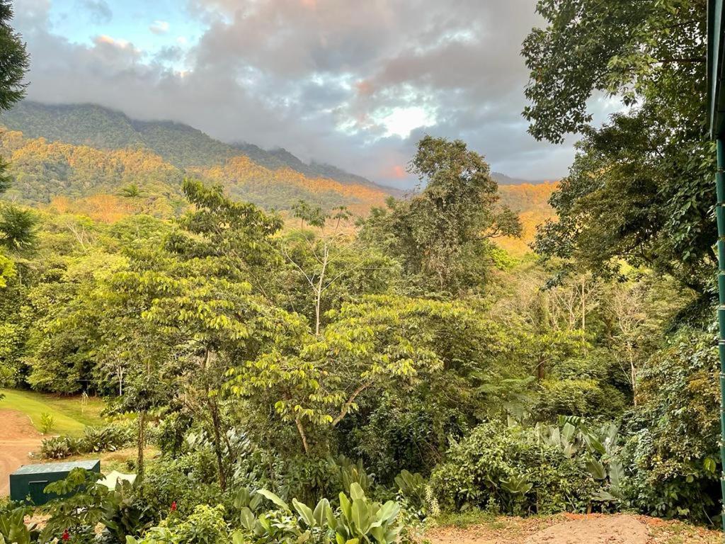 Jungle Passion Lodge photo 1