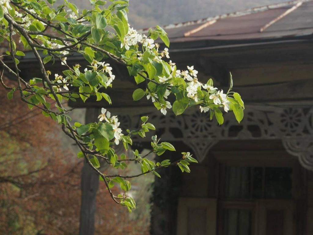 Parna's tradiontal home photo 3