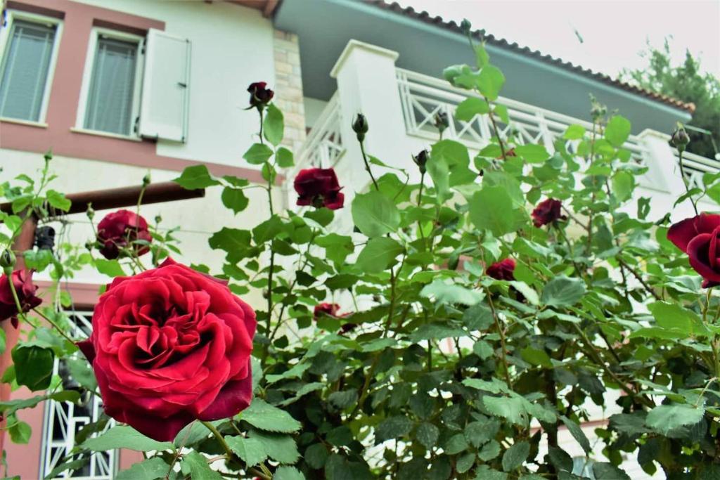 Villa Maria / Chalkis, Drosia photo 1