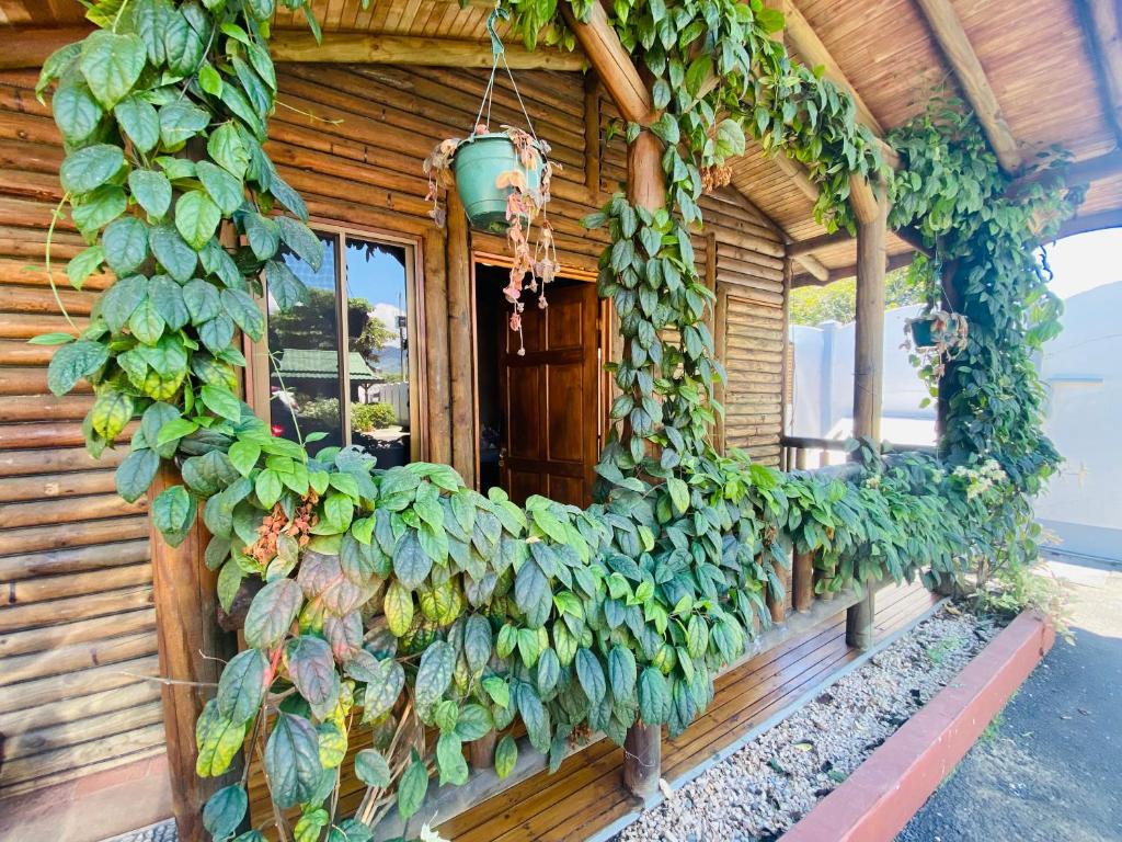 Bungalows Ballena photo 3