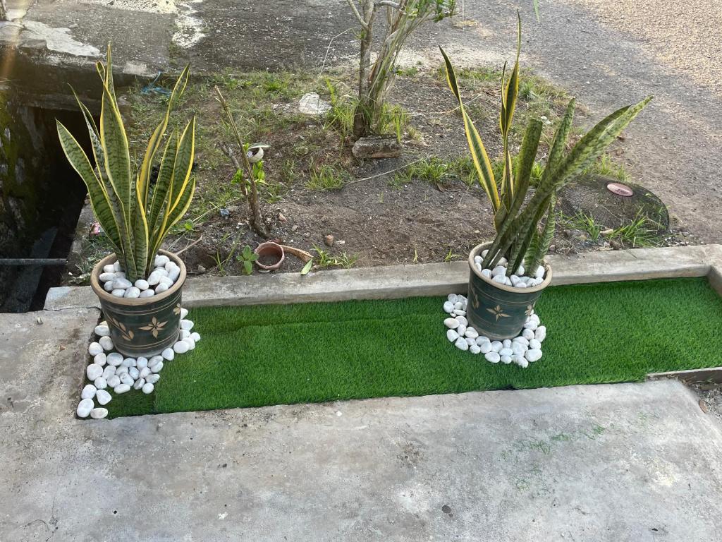 Rex Zone Homestay photo 1