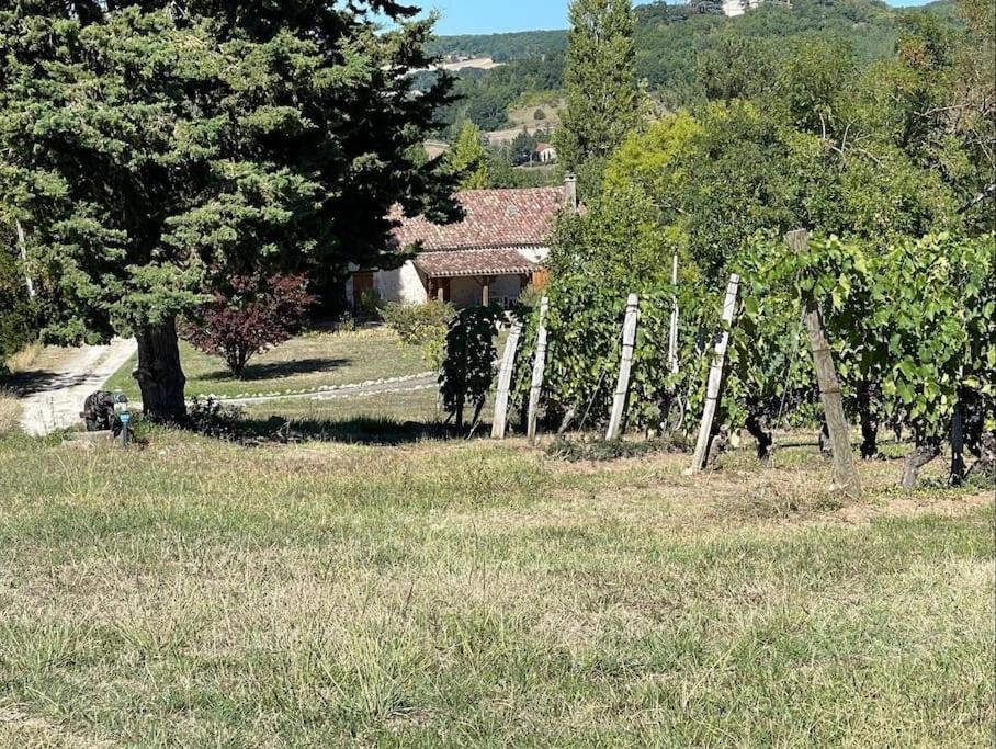 Gîte au cœur des vignes photo 4