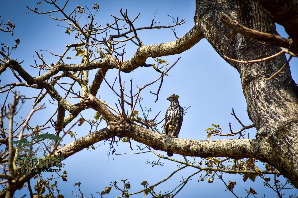 Bardiya Eco Safari Homestay photo 4