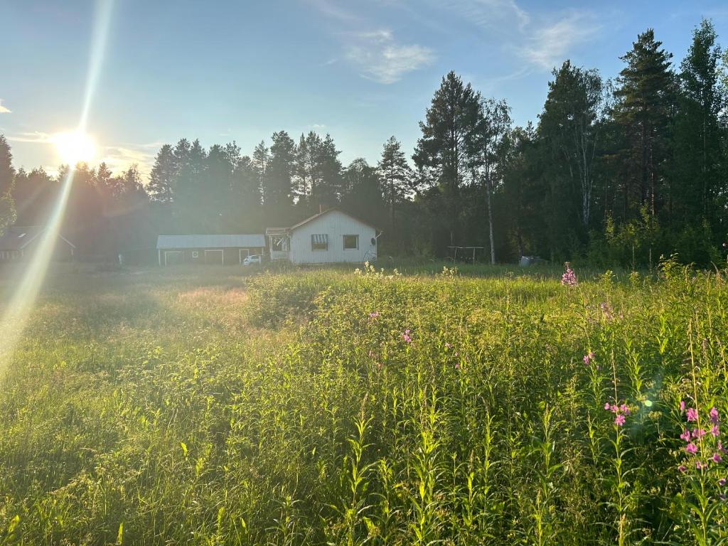 Swedish Lapland Home, Garden & Forest photo 4