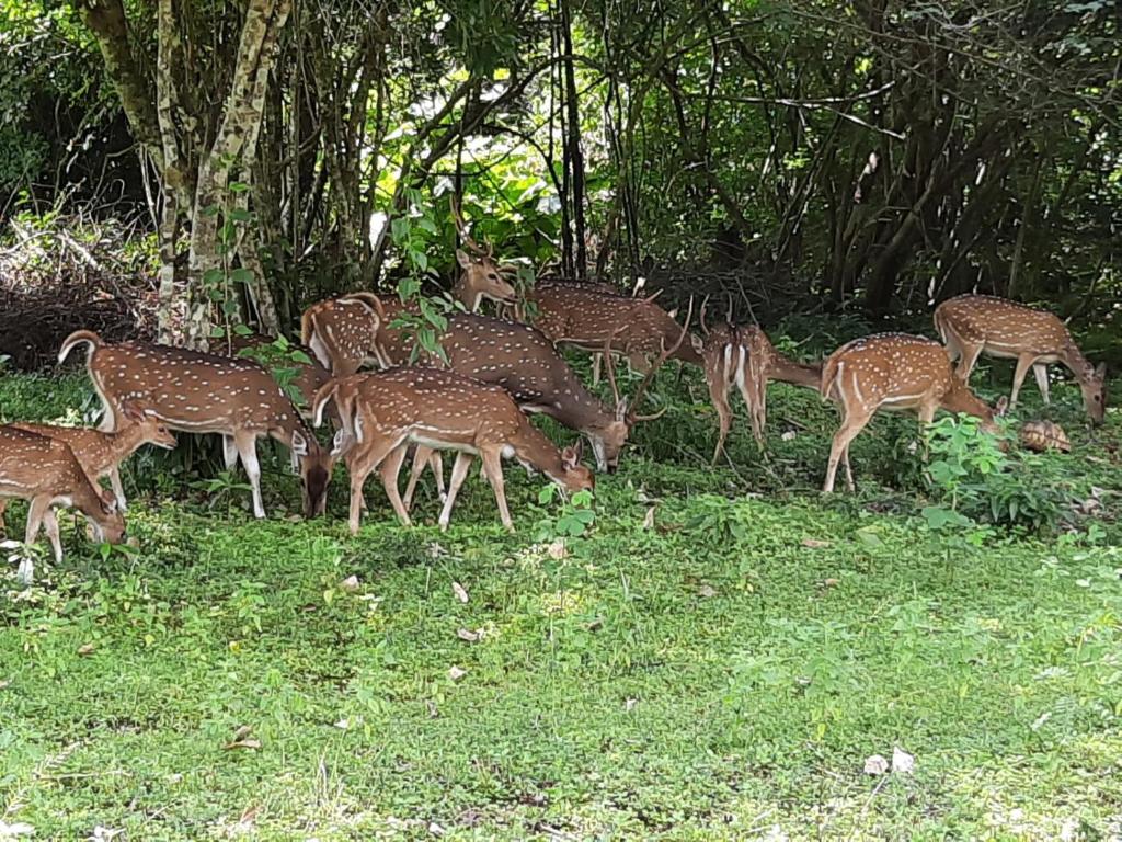 Minneriya Jeep Safari photo 1