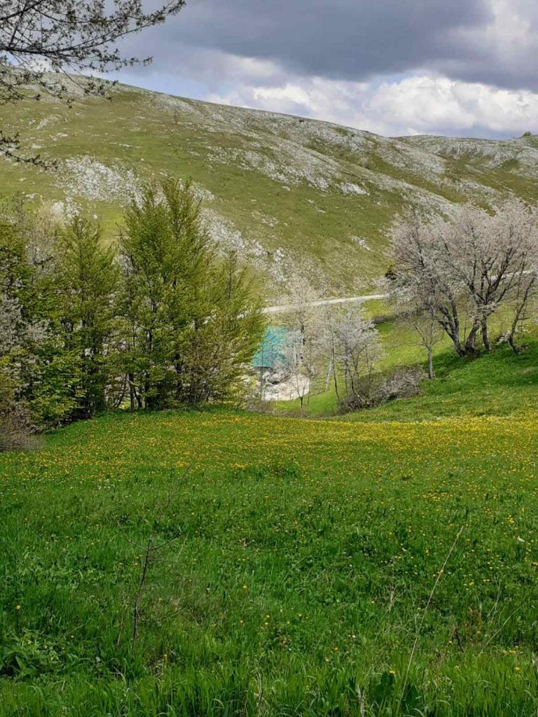 CAMPING ZELENI GAJ (GREEN FOREST) photo 3