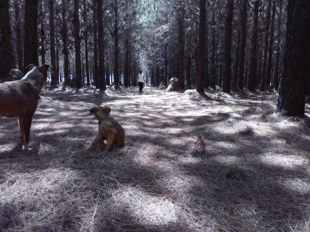 Sitio Preserva photo 2