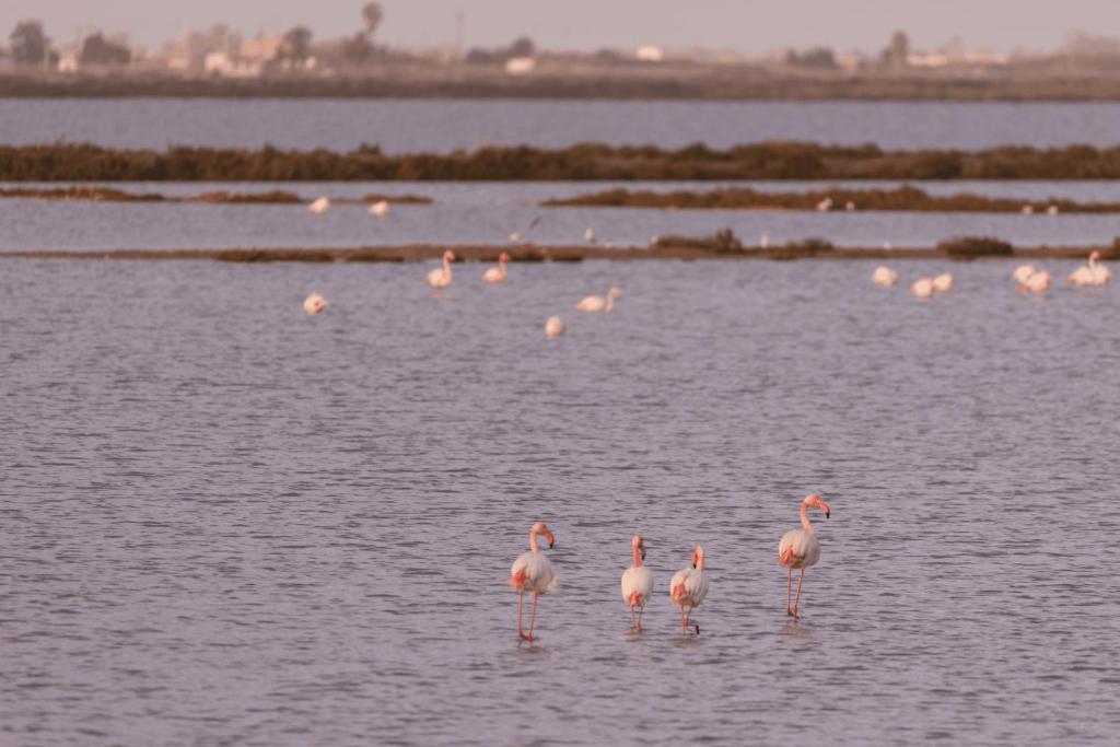 Kampaoh Delta del Ebro photo 1