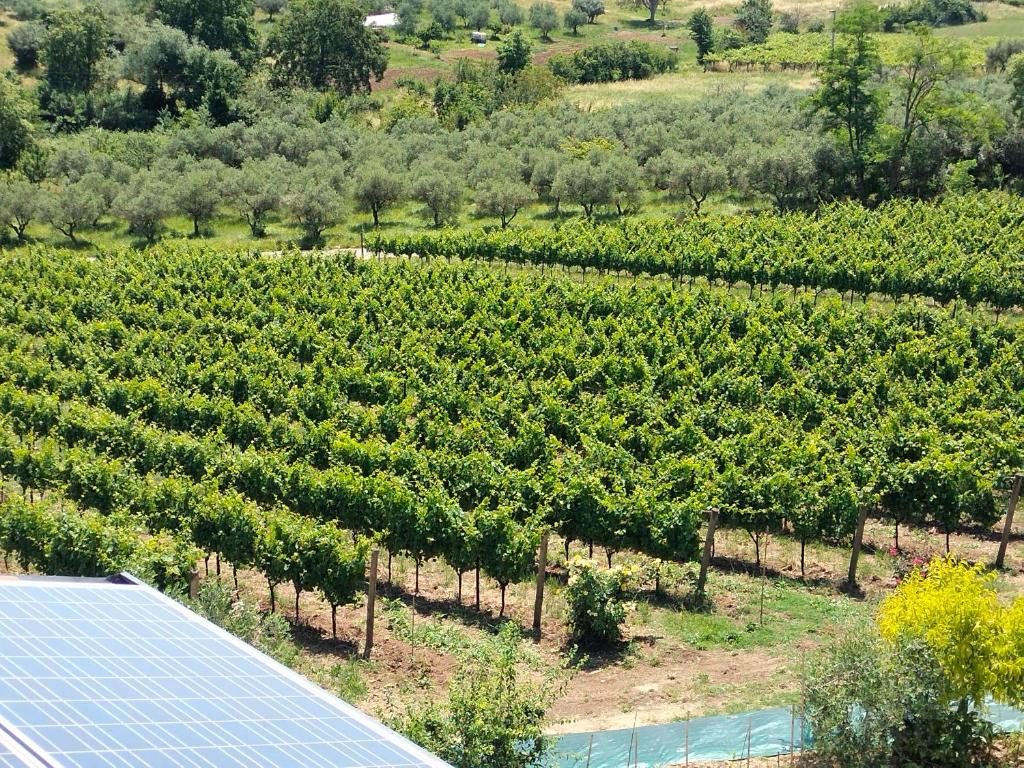 Angelucci Agriturismo con Camere e Agri Camping photo 2