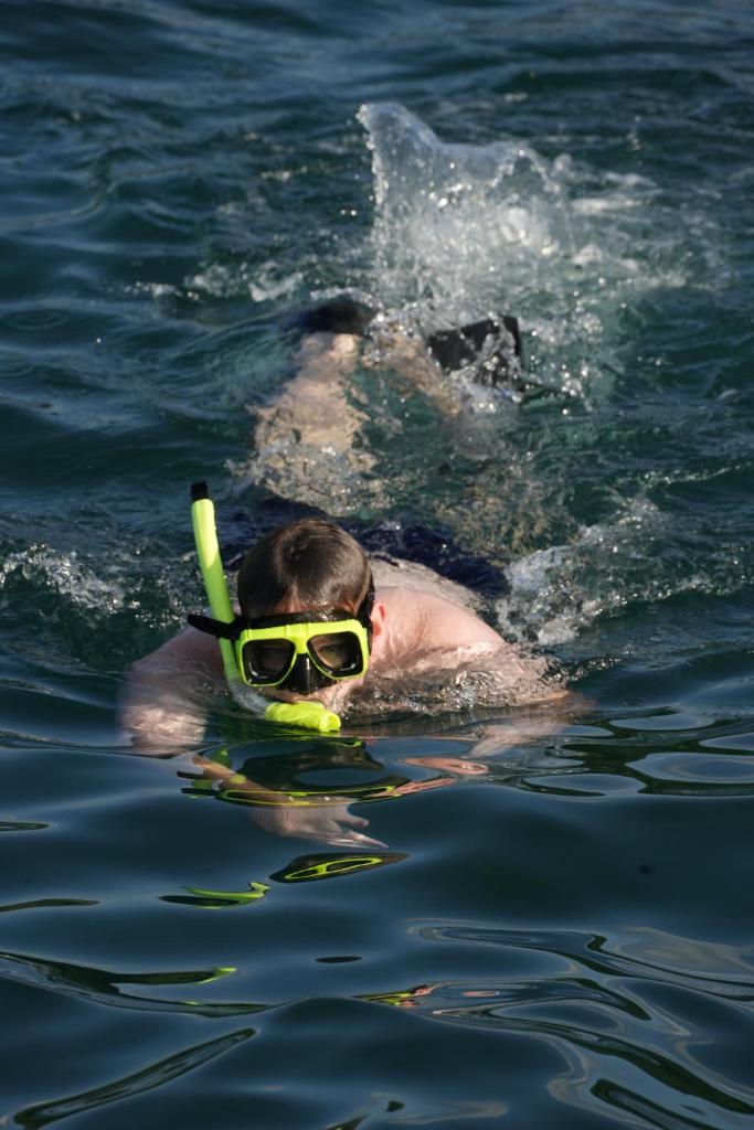 Public Blue Dolphin Sailing photo 3