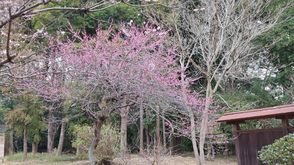 Glamp House HANANOMORI - Vacation STAY 12585 photo 3