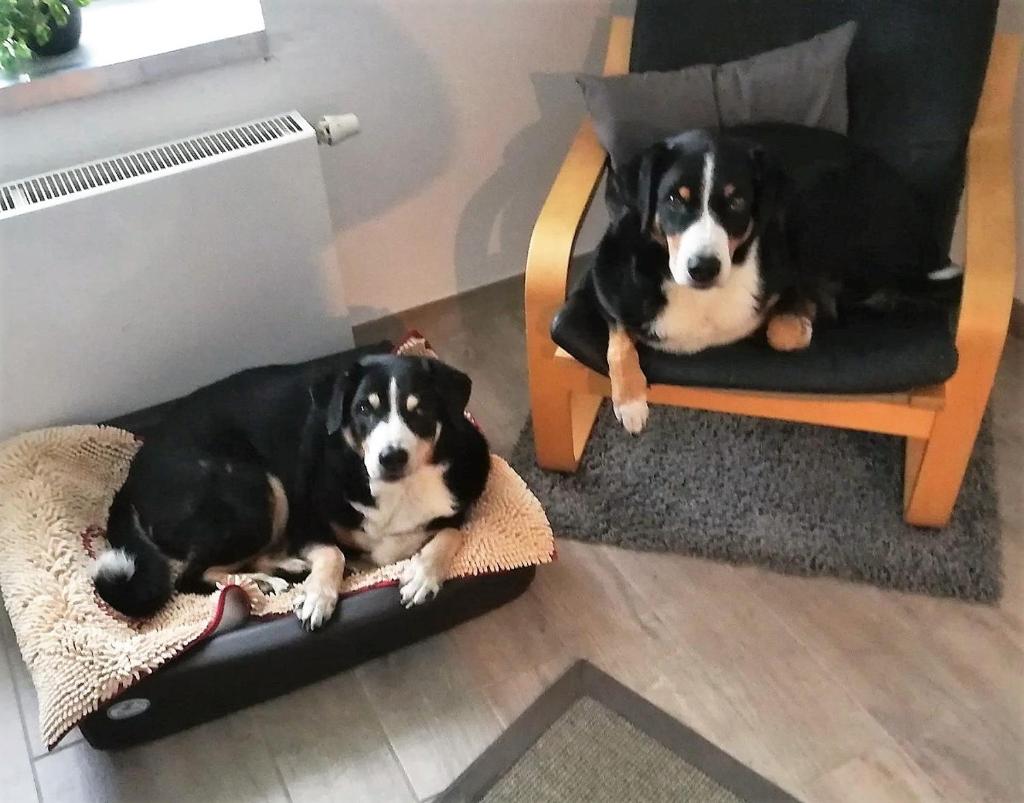 Ferienhaus Mia, Urlaub mit Hund, eingezäunter Garten, Friedrichskoog-Spitze photo 4