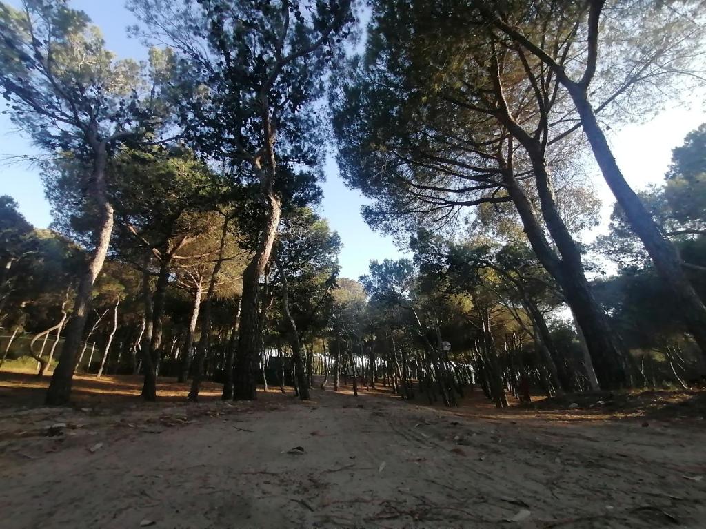 Agricampeggio La Pineta photo 1