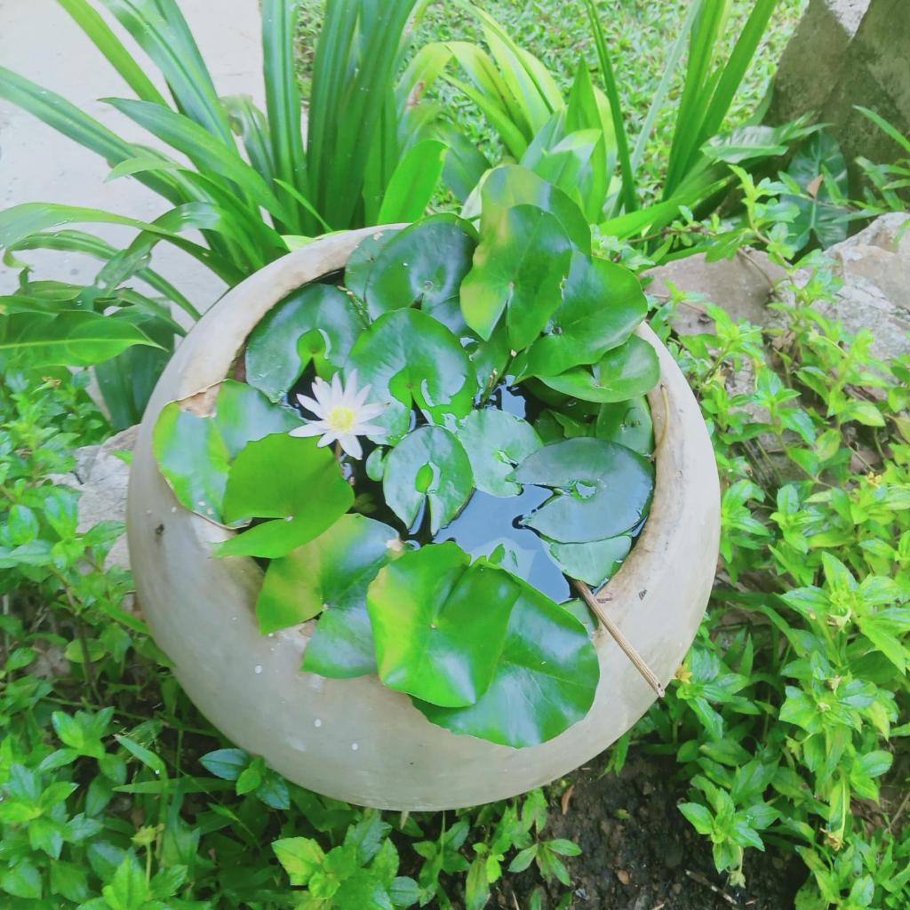 Bungalow 16 - Tropical Retreat photo 4