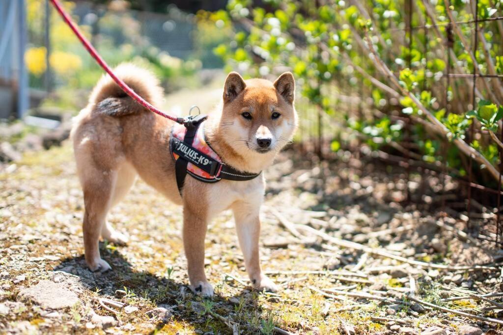countryside stay ゲストハウスもらいもん photo 3