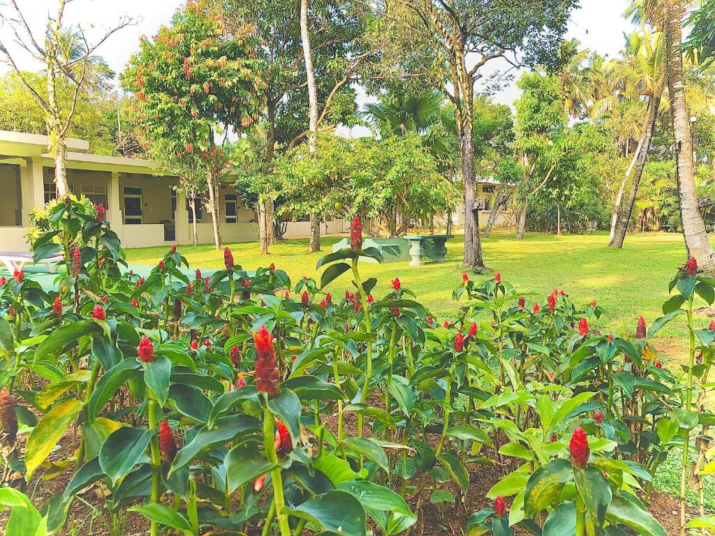 Paradise Garden Beruwala photo 4