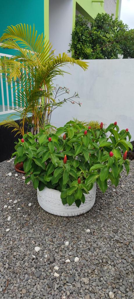 Le petit cactus 3 photo 1