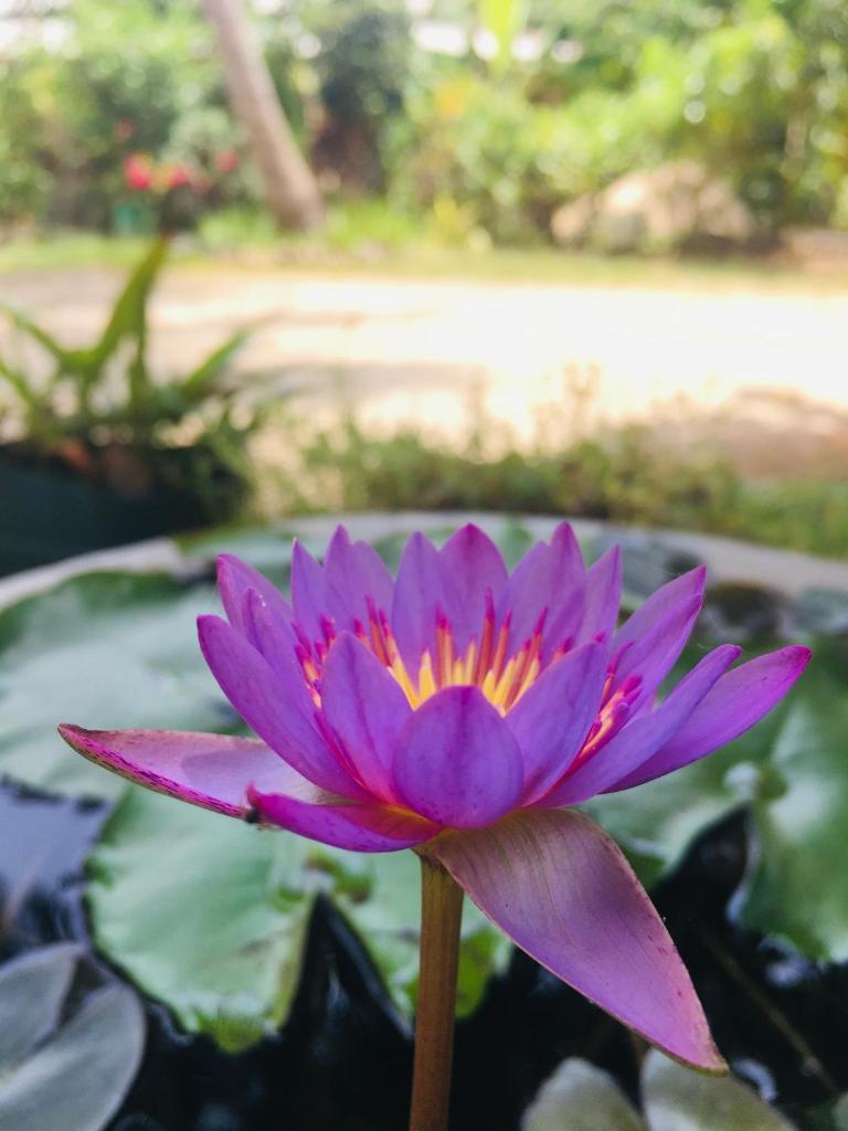 Gamini' s place photo 1