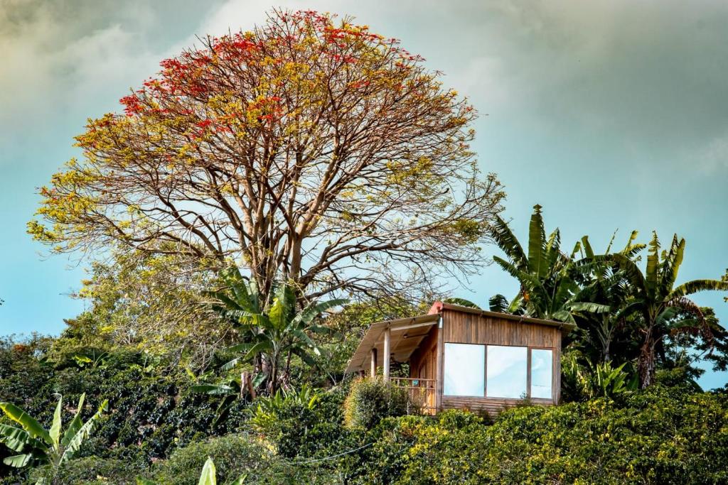 Finca Saabu
