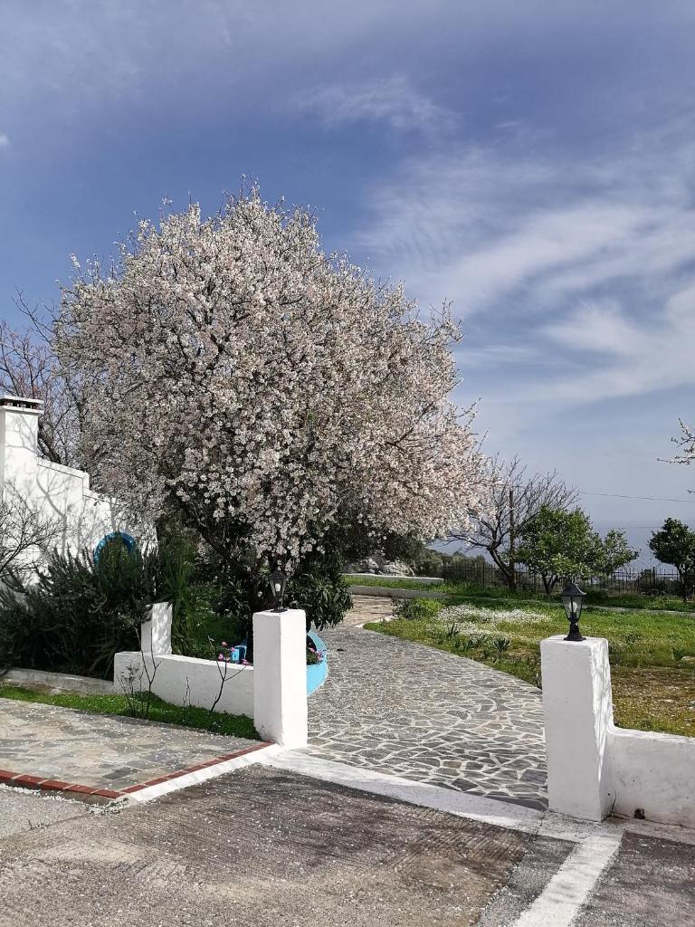 Studios Ioanna Limnionas Samos photo 1