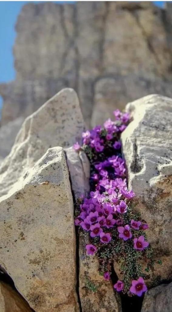 Villa Lavanda Živogošće Makarska photo 1