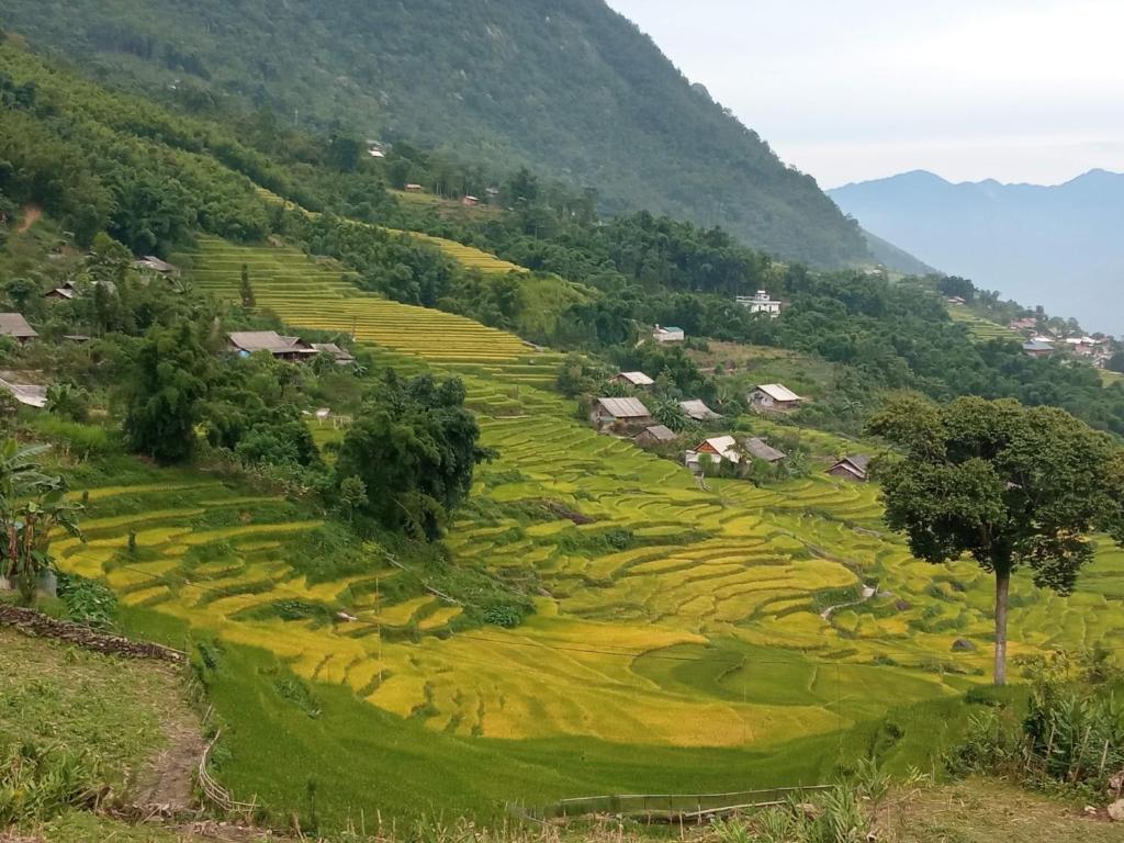 sapa eco terraces
