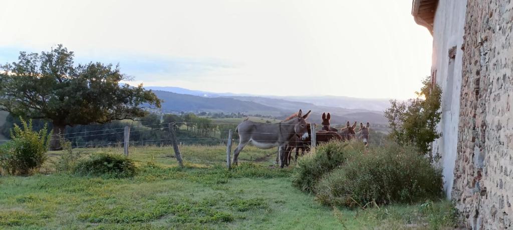 Gîte de l'Âne vert photo 1