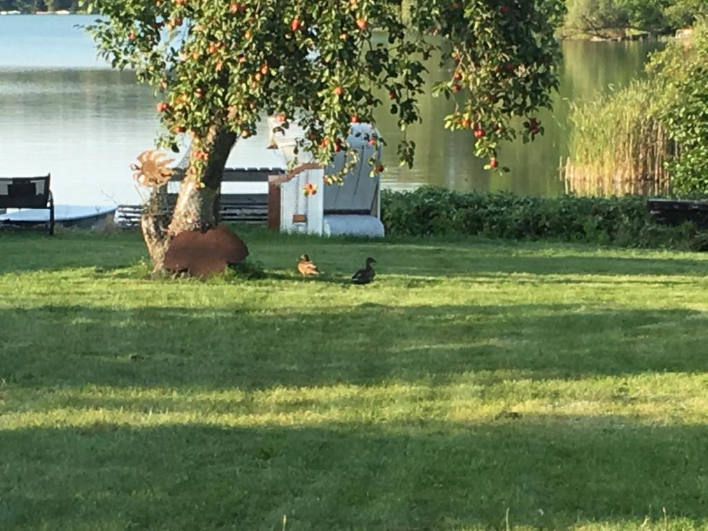 Forsthaus am See Lychen photo 3