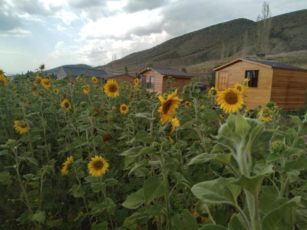 Эко Аура photo 4