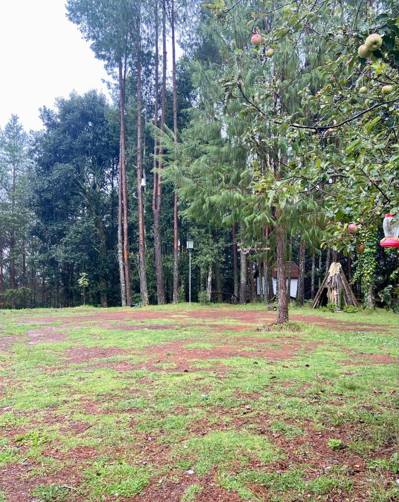 Cabaña en el bosque photo 1