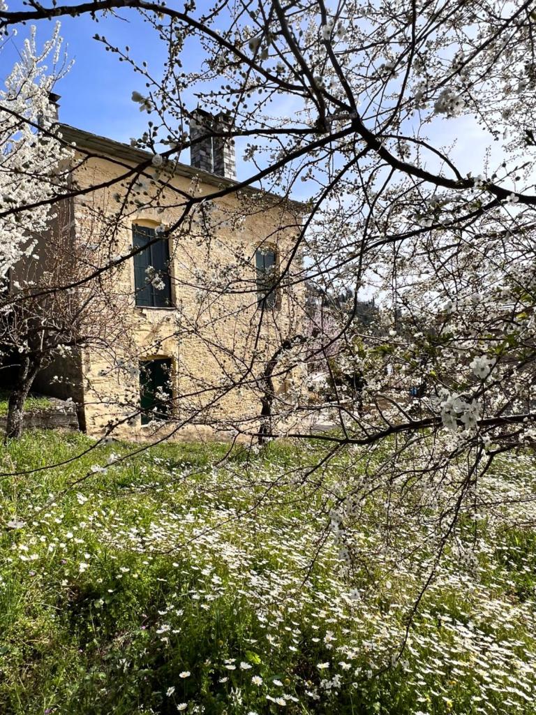 The Yellow Mansion! Αγιος Γεώργιος Νηλείας Πήλιο photo 1
