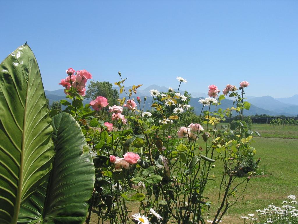 Ca' del Sale photo 3