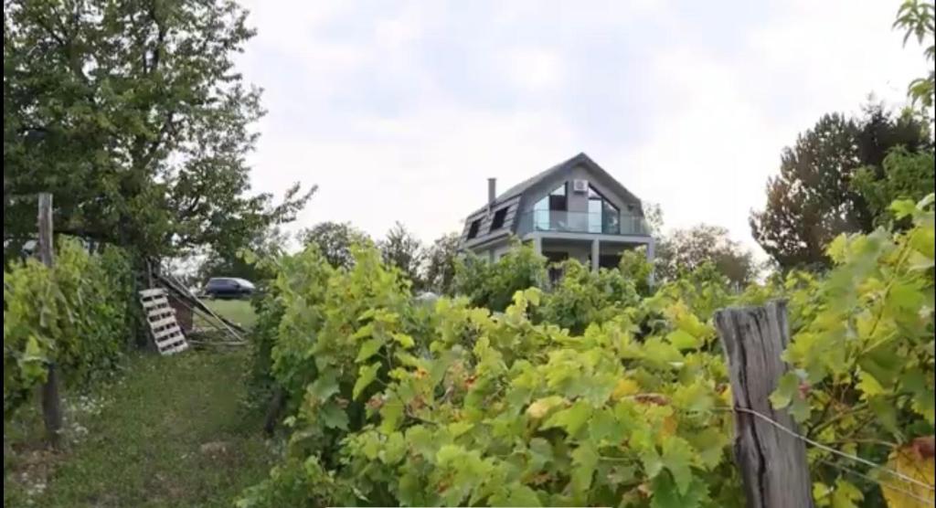 Fruska Gora Villa Medici photo 1