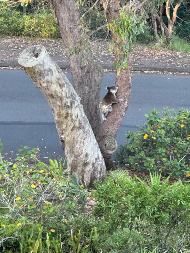Tranquil Escape - Koala Hotspot - 2 Bed 2 Bath Apt Spectacular Sea Views photo 2