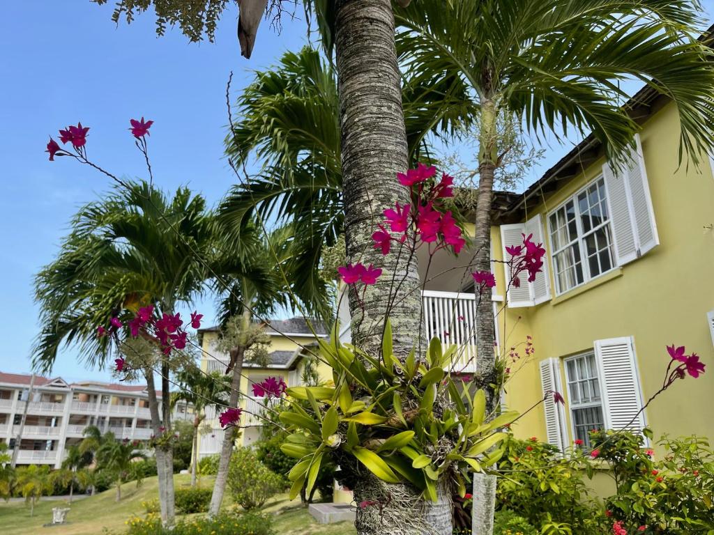 Jamaica Time - Driftwood at Sea Palms - 3BR/3BA Condo - Ocho Rios - Pool and Beach Front W/ Views photo 1